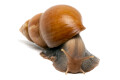 Lissachatina fulica Madagascar adult